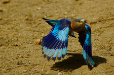roller